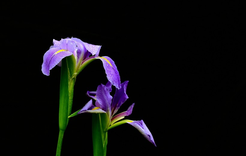 鸢尾花图片