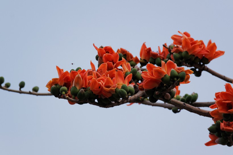 红色木棉花图片