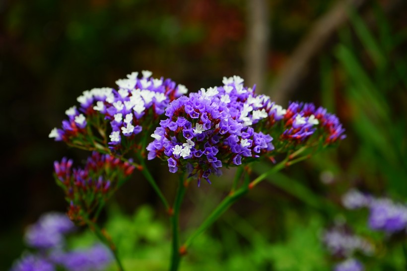 丁香花的特写图片