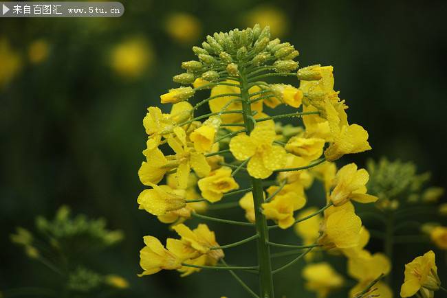 春天的油菜花特写图片