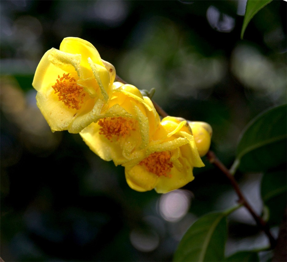 中國(guó)稀有植物金茶花圖片