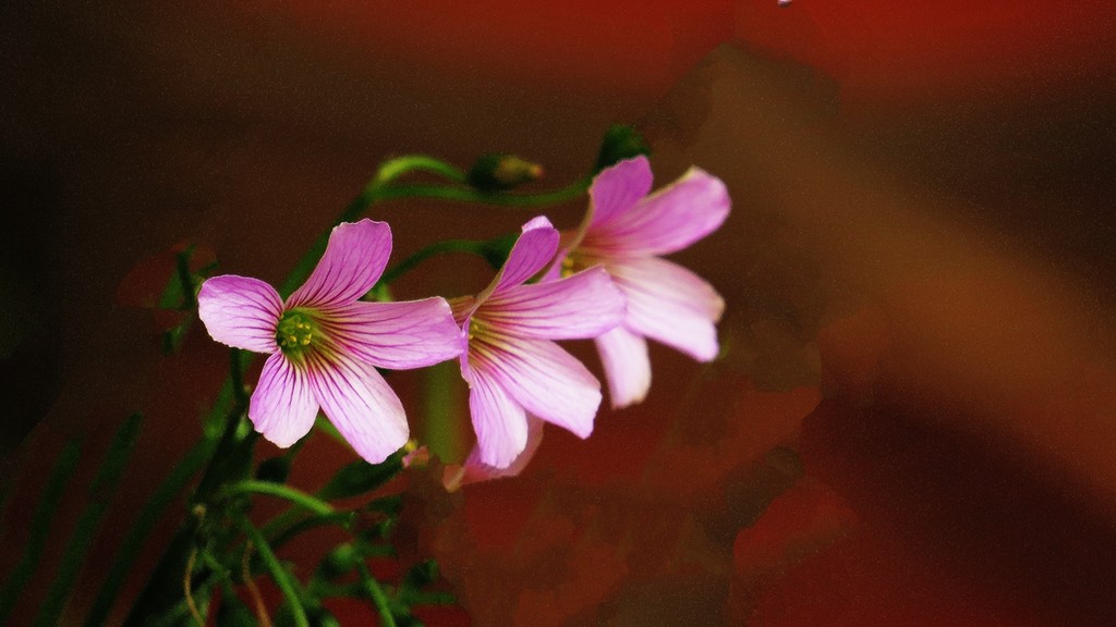 小小的红花酢浆草