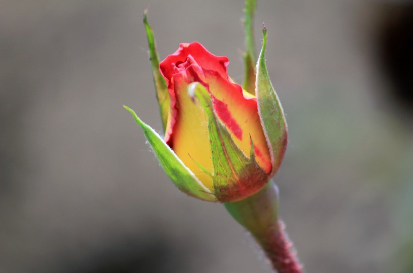 玫瑰花卉图片