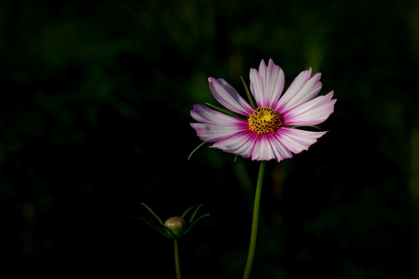 淡雅波斯菊图片