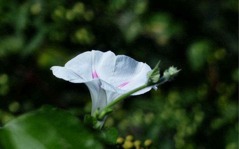 牽牛花圖片 