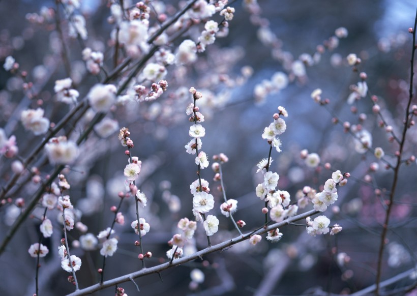 梅花图片