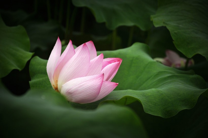 風(fēng)雨中荷花圖片