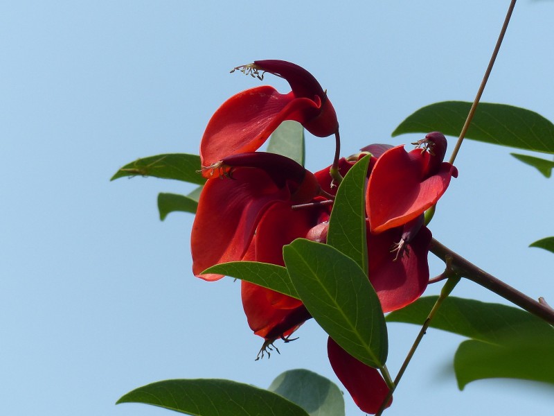 刺桐花圖片