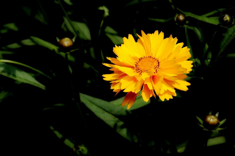黄色金鸡菊图片
