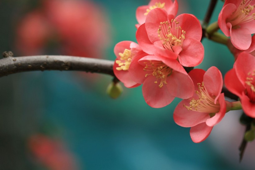 海棠花圖片