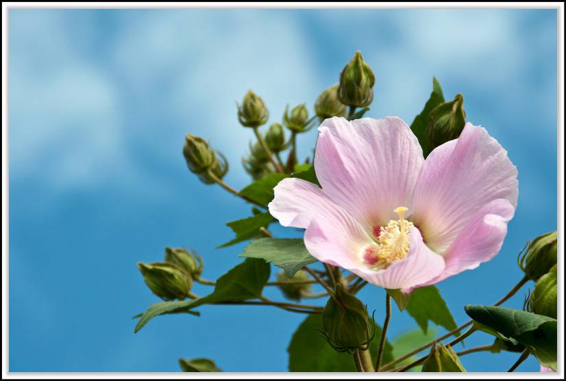 木芙蓉花圖片潔凈可愛