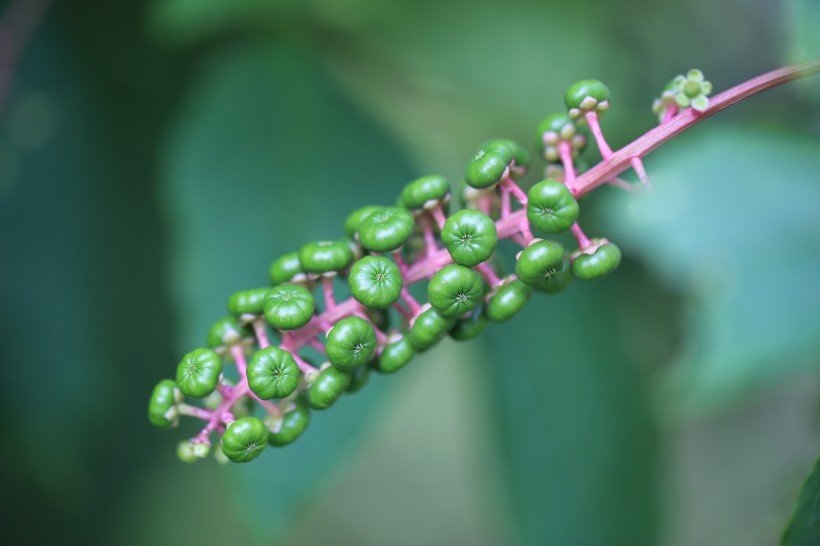 草本植物商路圖片