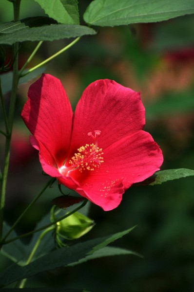 各種顏色草芙蓉圖片