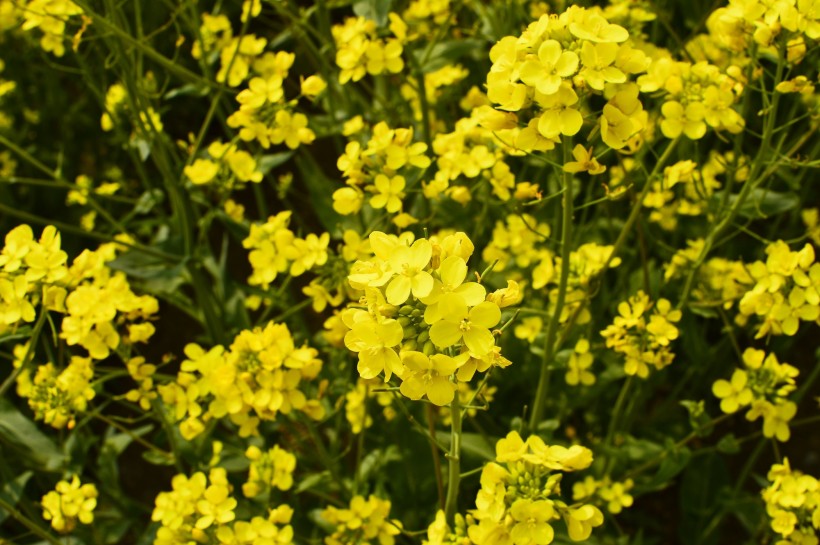 黃色油菜花圖片