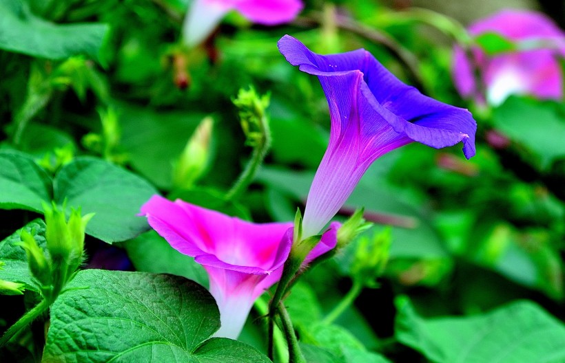 牵牛花图片