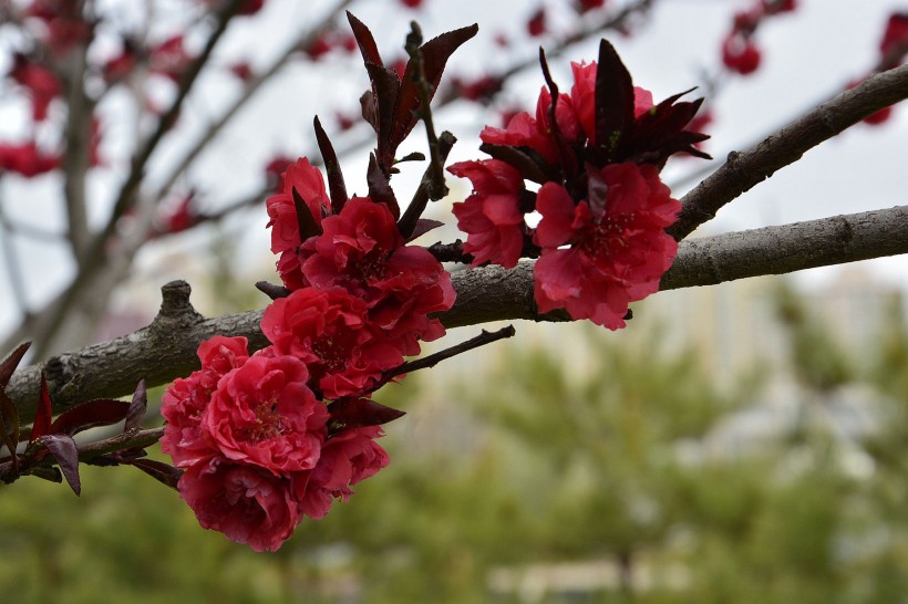 红色桃花图片