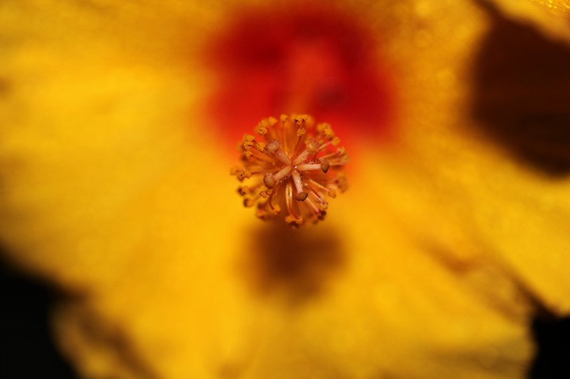 木槿花特写图片