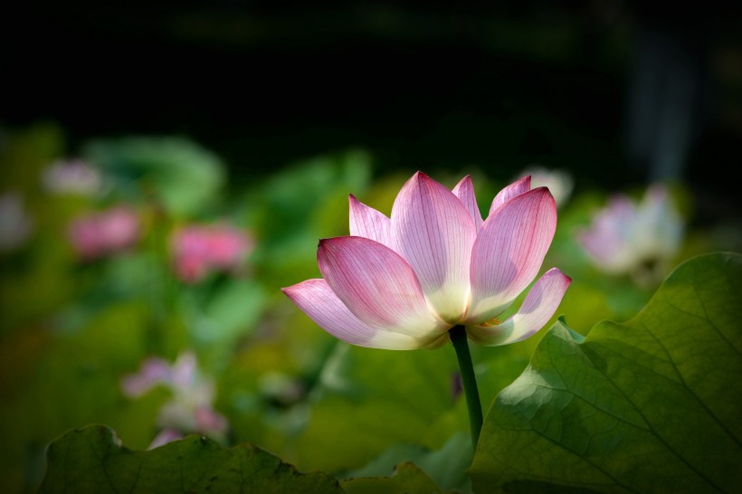 夏日荷花圖片