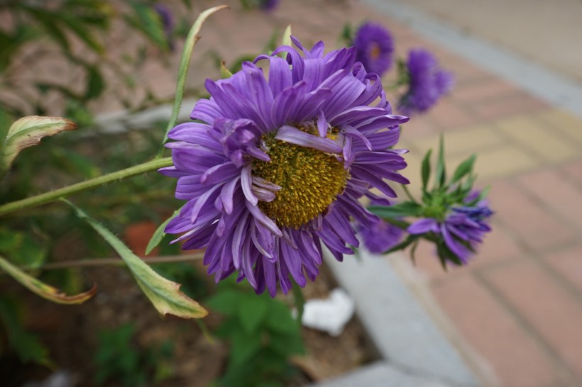 紫色菊花圖片