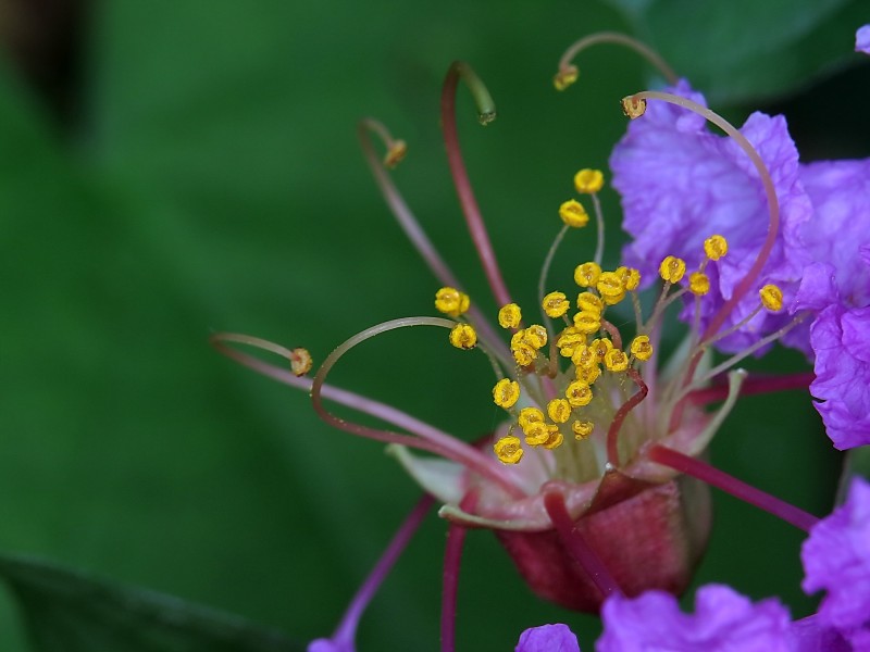 紫薇花蕊微距圖片