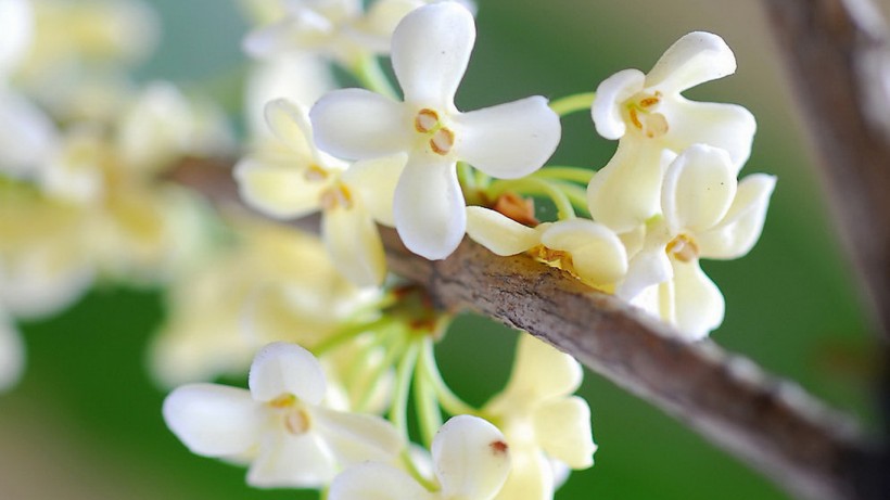 桂花花卉圖片