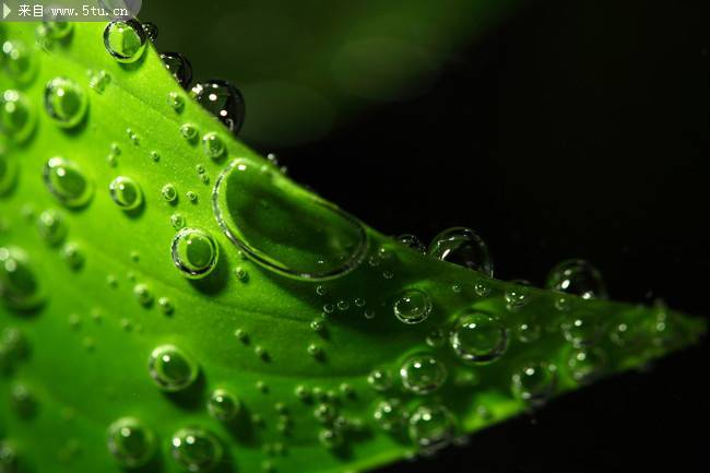 绿色春雨植物图片特写