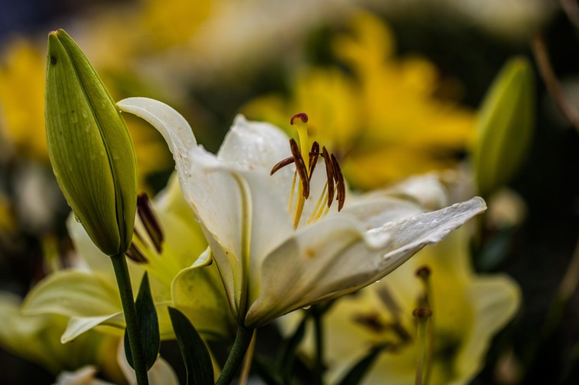 百合花圖片