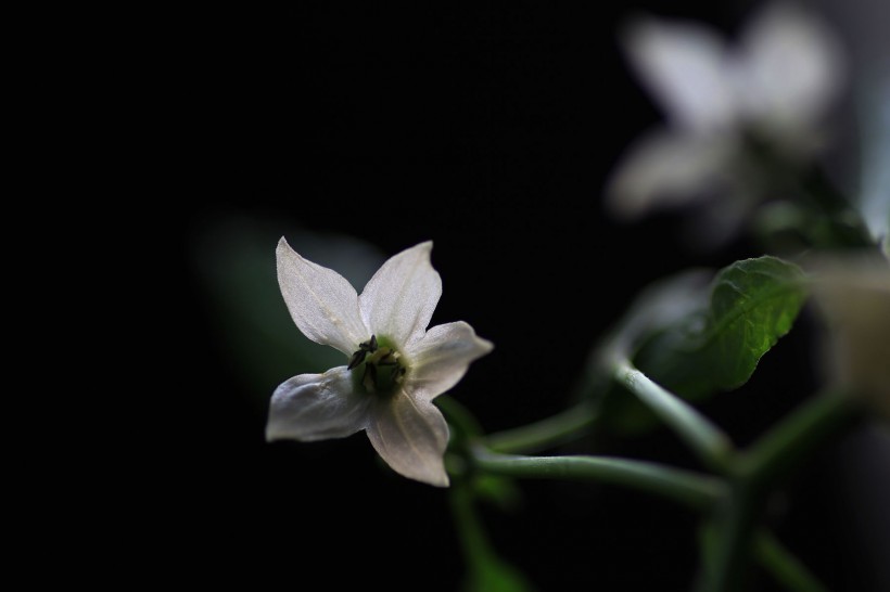 辣椒花圖片