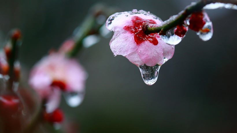 冰晶梅花图片