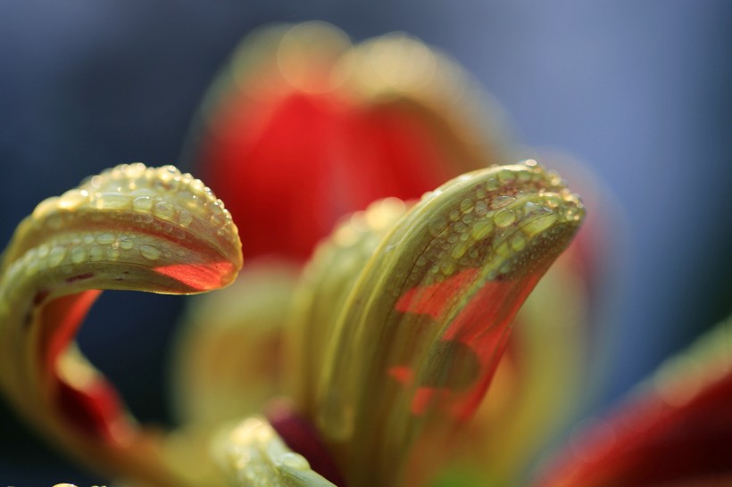 唯美菊花花瓣圖片