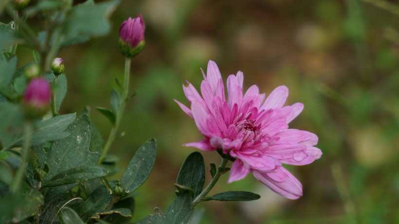 红色小菊花图片