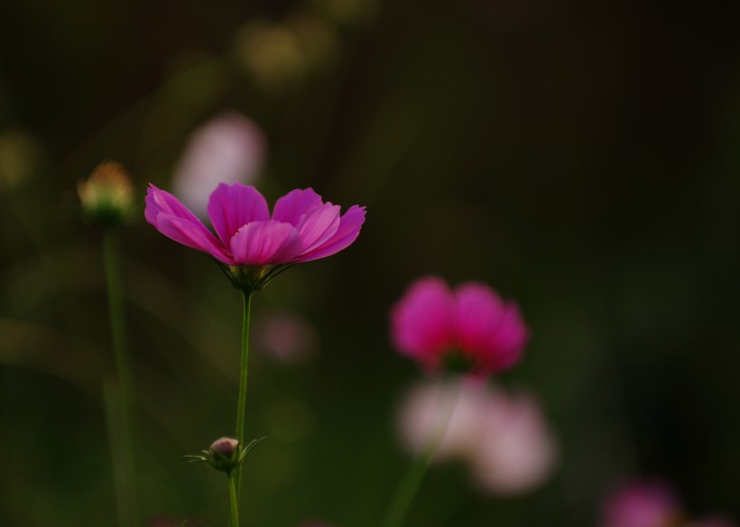 清纯淡雅格桑花图片