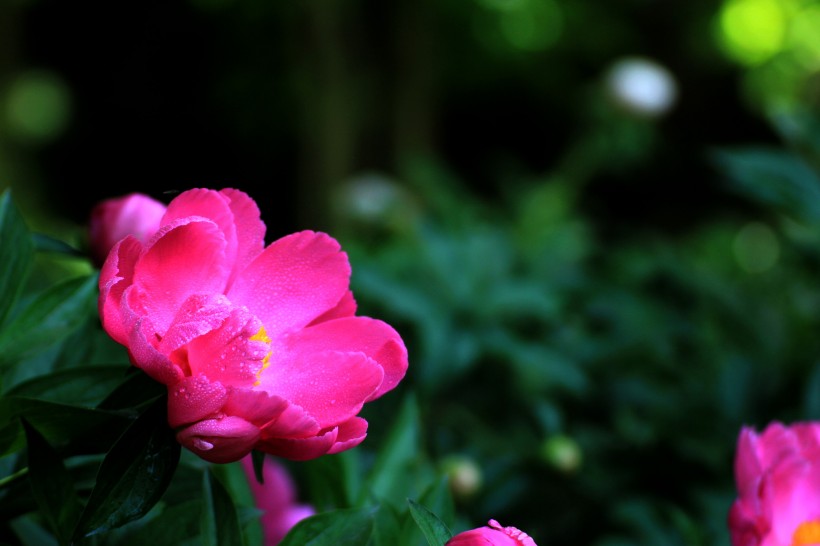 芍药花图片