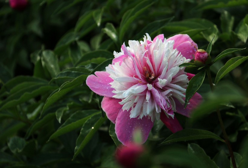 芍藥花圖片