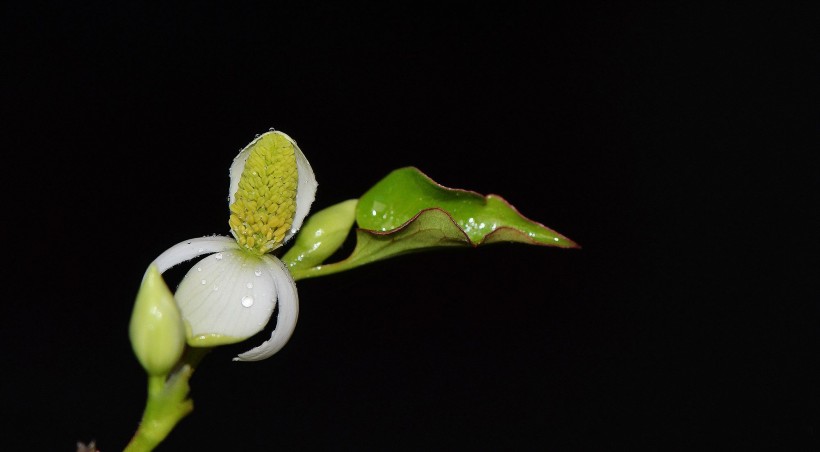 魚腥草花卉圖片