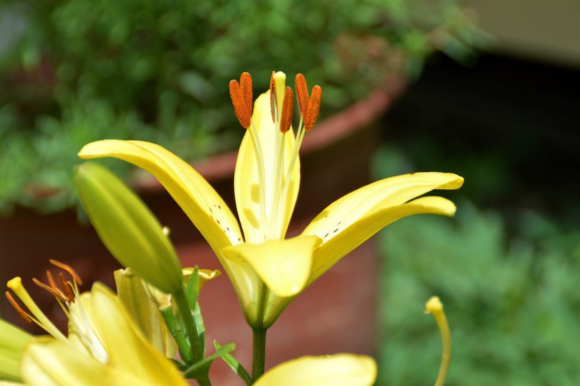 百合花图片