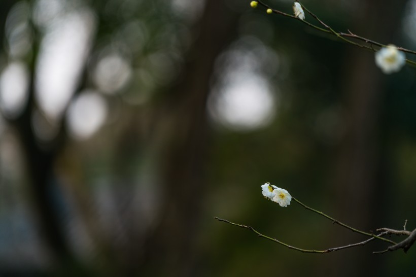 熱鬧開放的梅花圖片