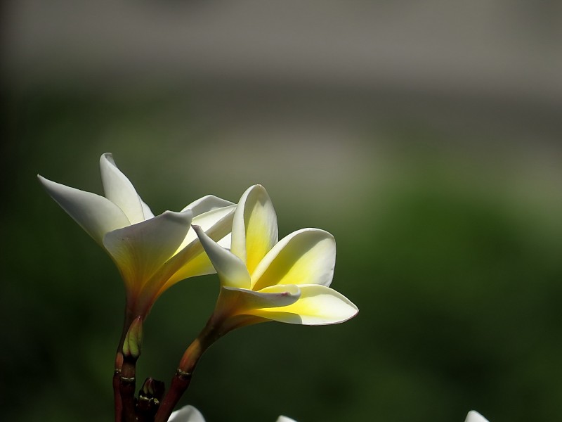 黄色鸡蛋花图片