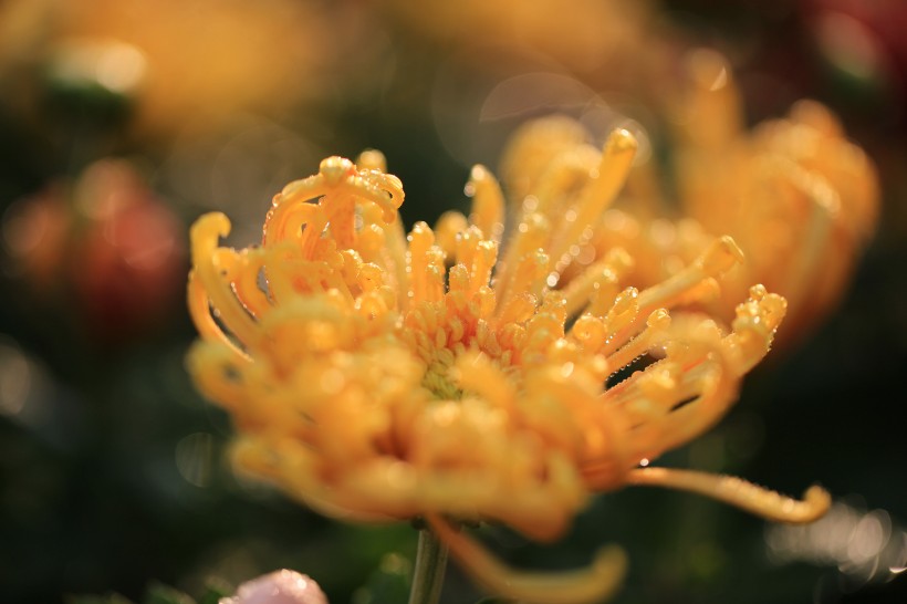 唯美菊花花瓣图片