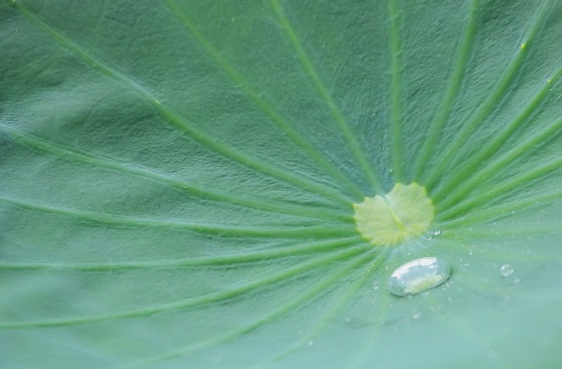 雨后娇艳的荷花图片