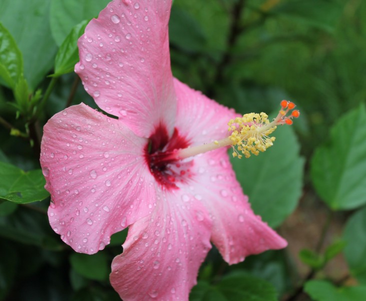 雨后木芙蓉花卉图片