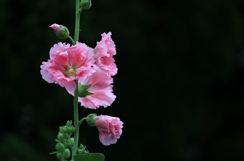 色彩濃淡相宜的蜀葵花卉圖片