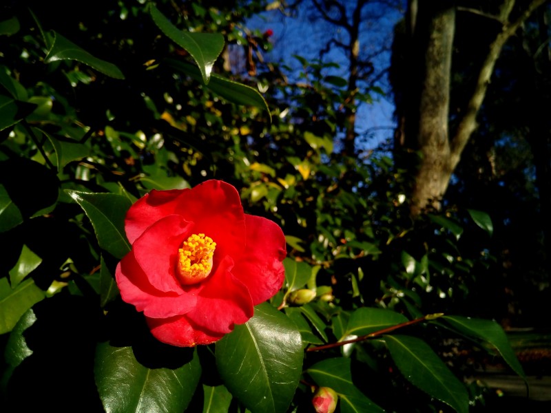 山茶花圖片