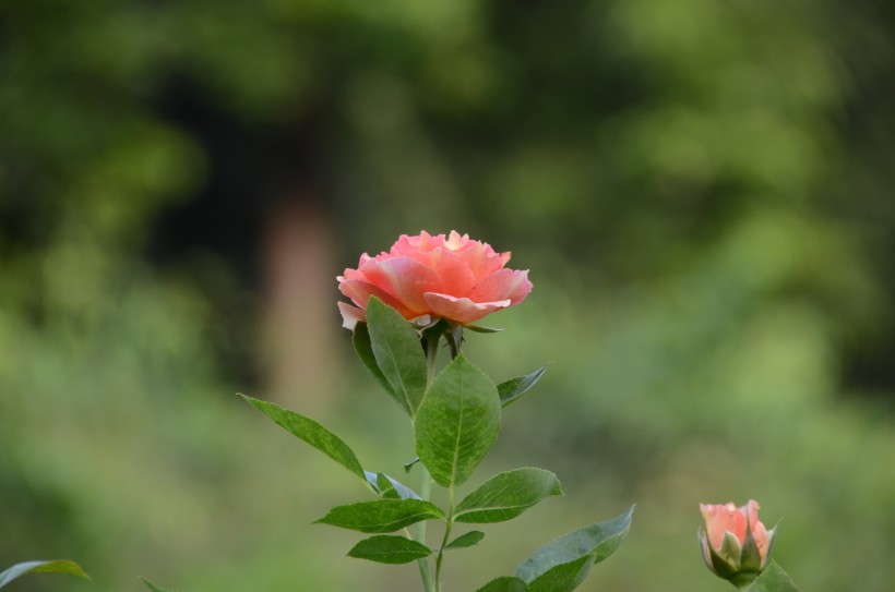 生命力旺盛的月季花图片