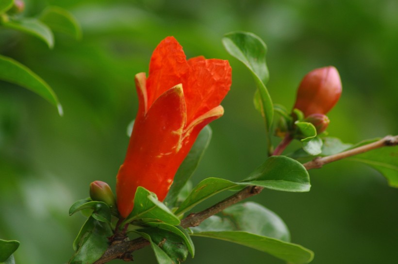 紅色石榴花圖片