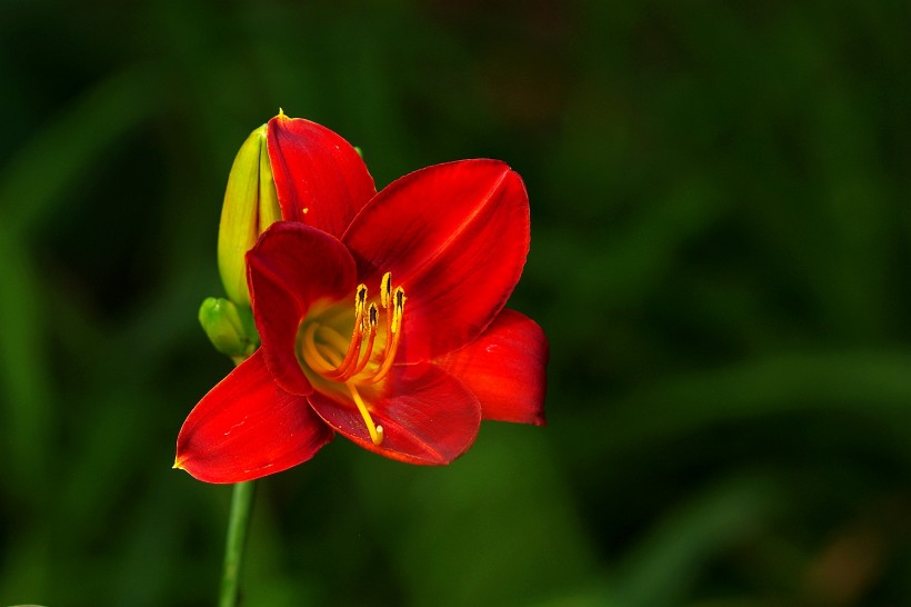 红色萱草花图片