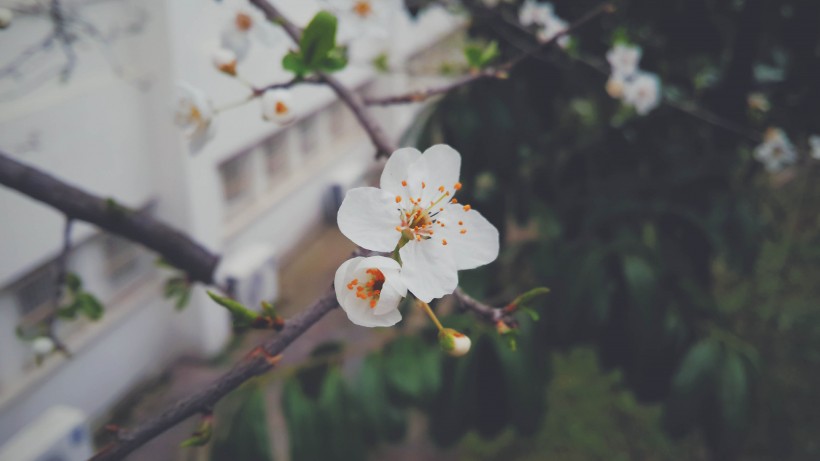 盛开的鲜花图片