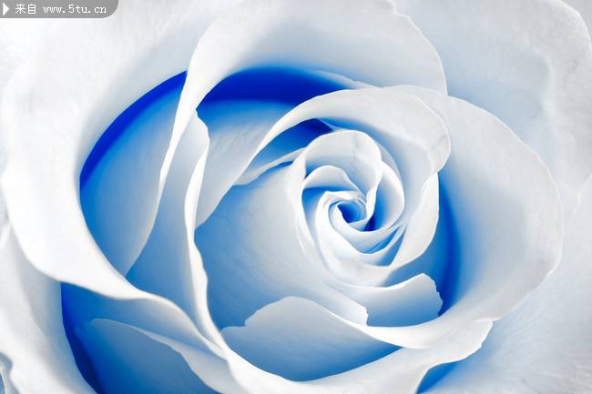 高清蓝色玫瑰花图片素材