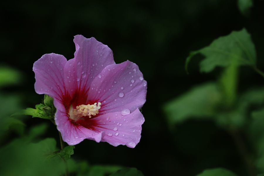 巧遇木槿花