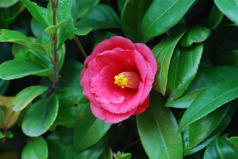 山茶花圖片